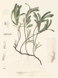 Thalassodendron ciliatum