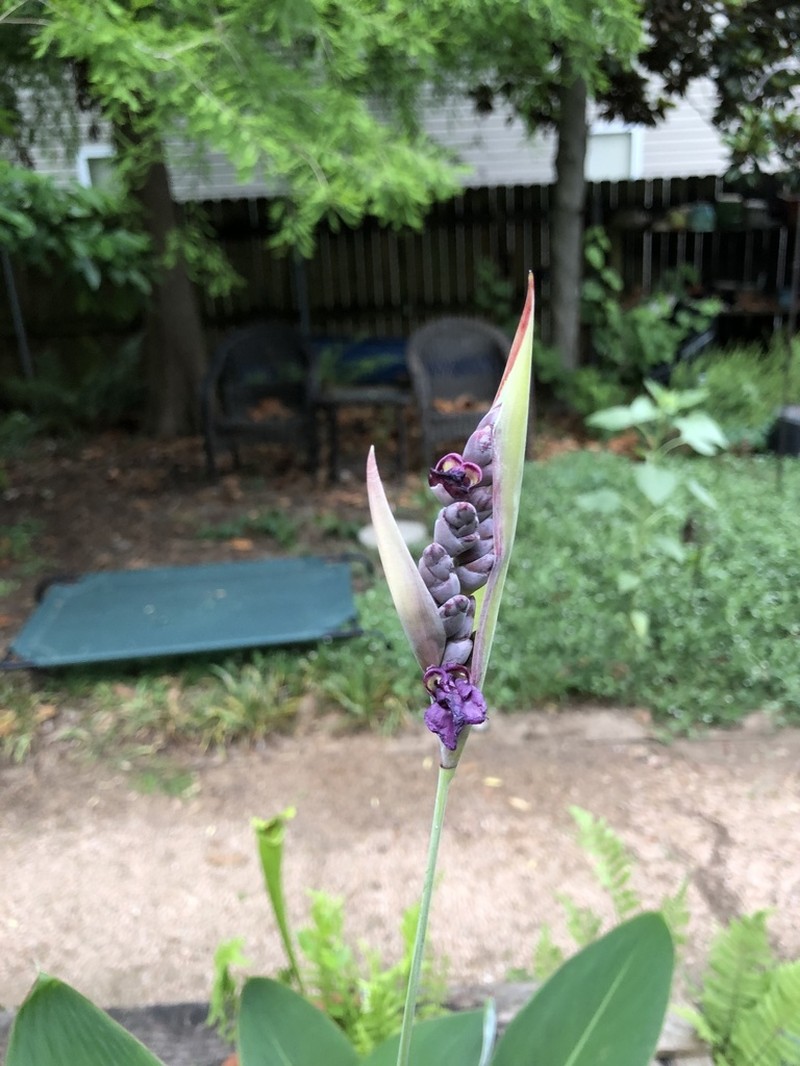 Powdery Alligator-Flag photo 4