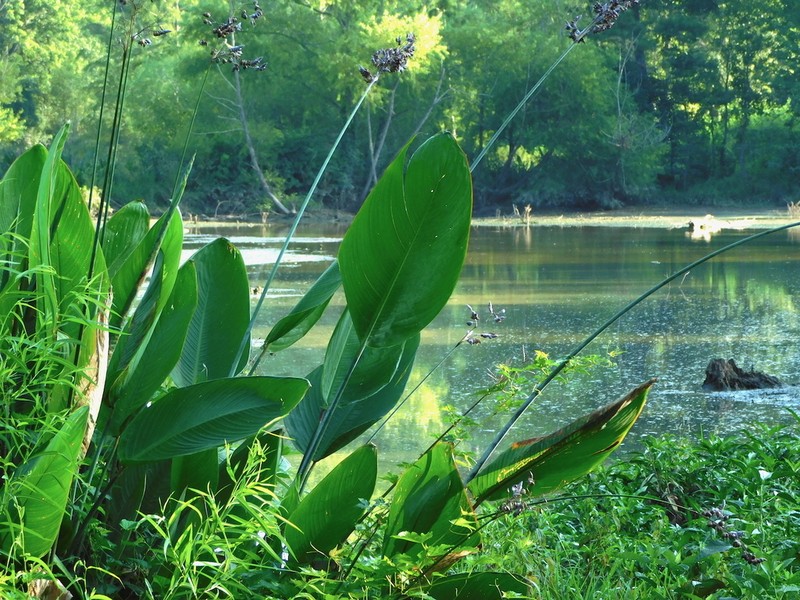 Powdery Alligator-Flag photo 6
