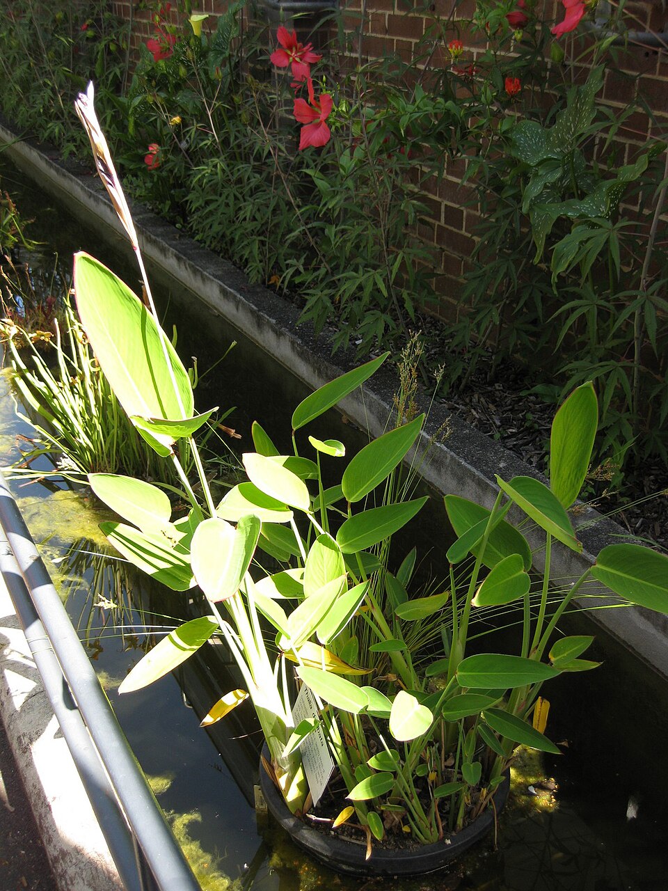 Powdery Alligator-Flag photo 2