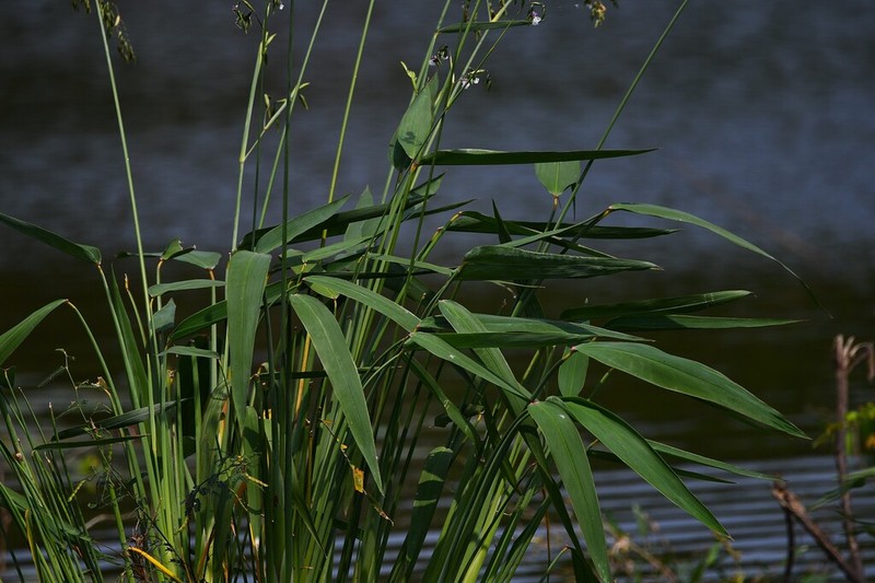 Bent Alligator-Flag photo 5