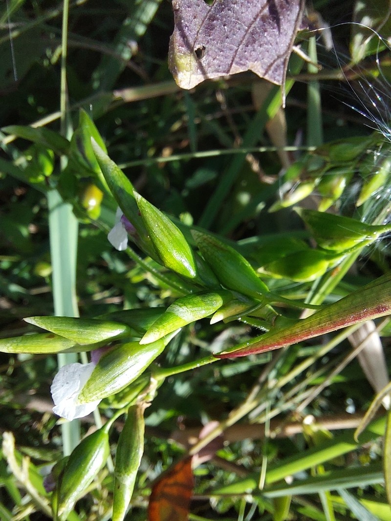 Bent Alligator-Flag photo 6