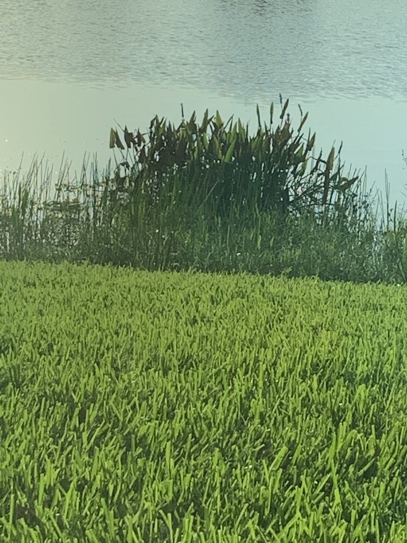 Bent Alligator-Flag photo 8