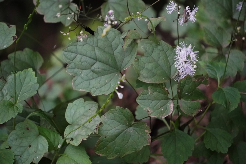Thalictrum actaeifolium