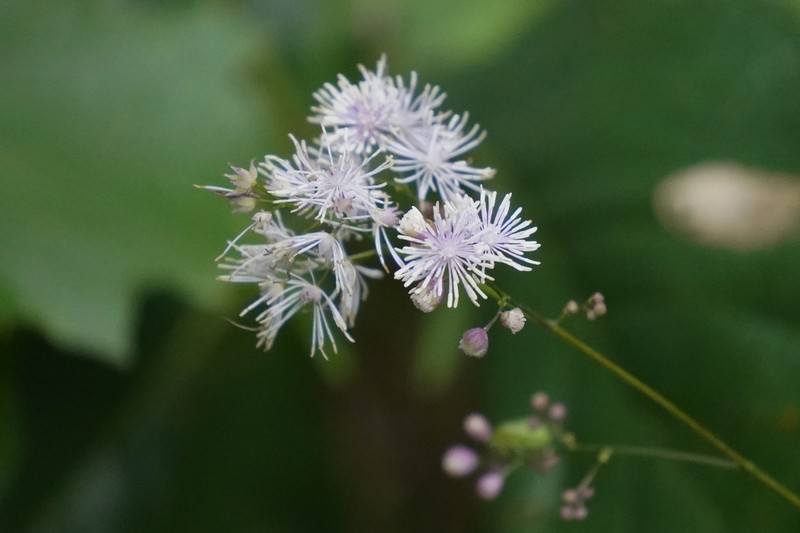 Thalictrum actaeifolium photo 2