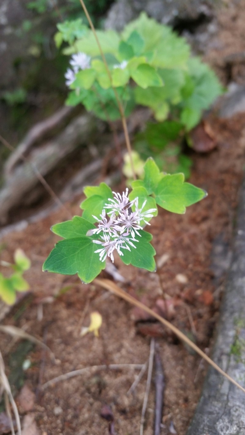 Thalictrum actaeifolium photo 3