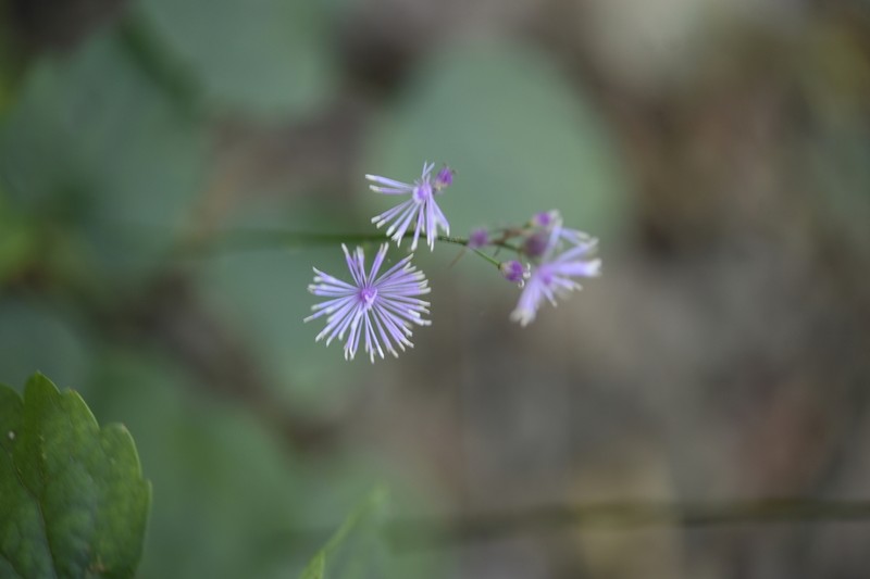 Thalictrum actaeifolium photo 4