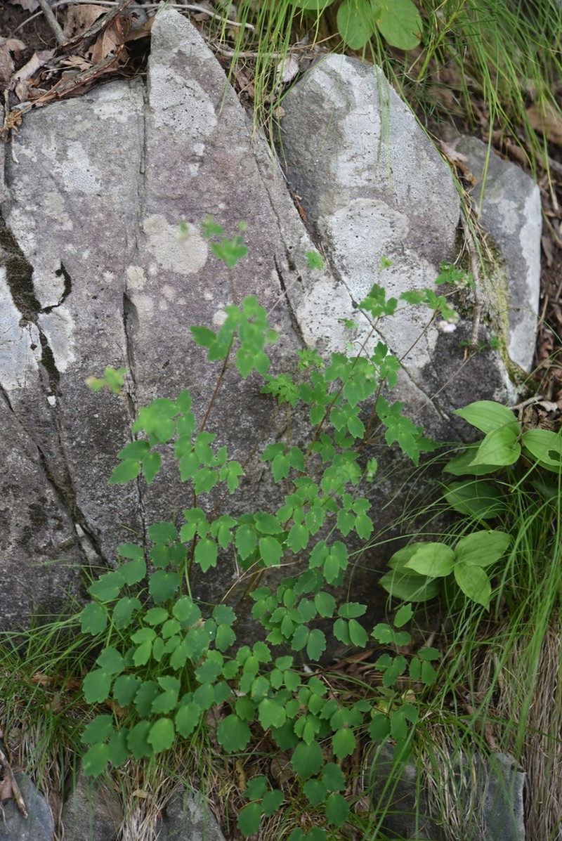 Thalictrum actaeifolium photo 5