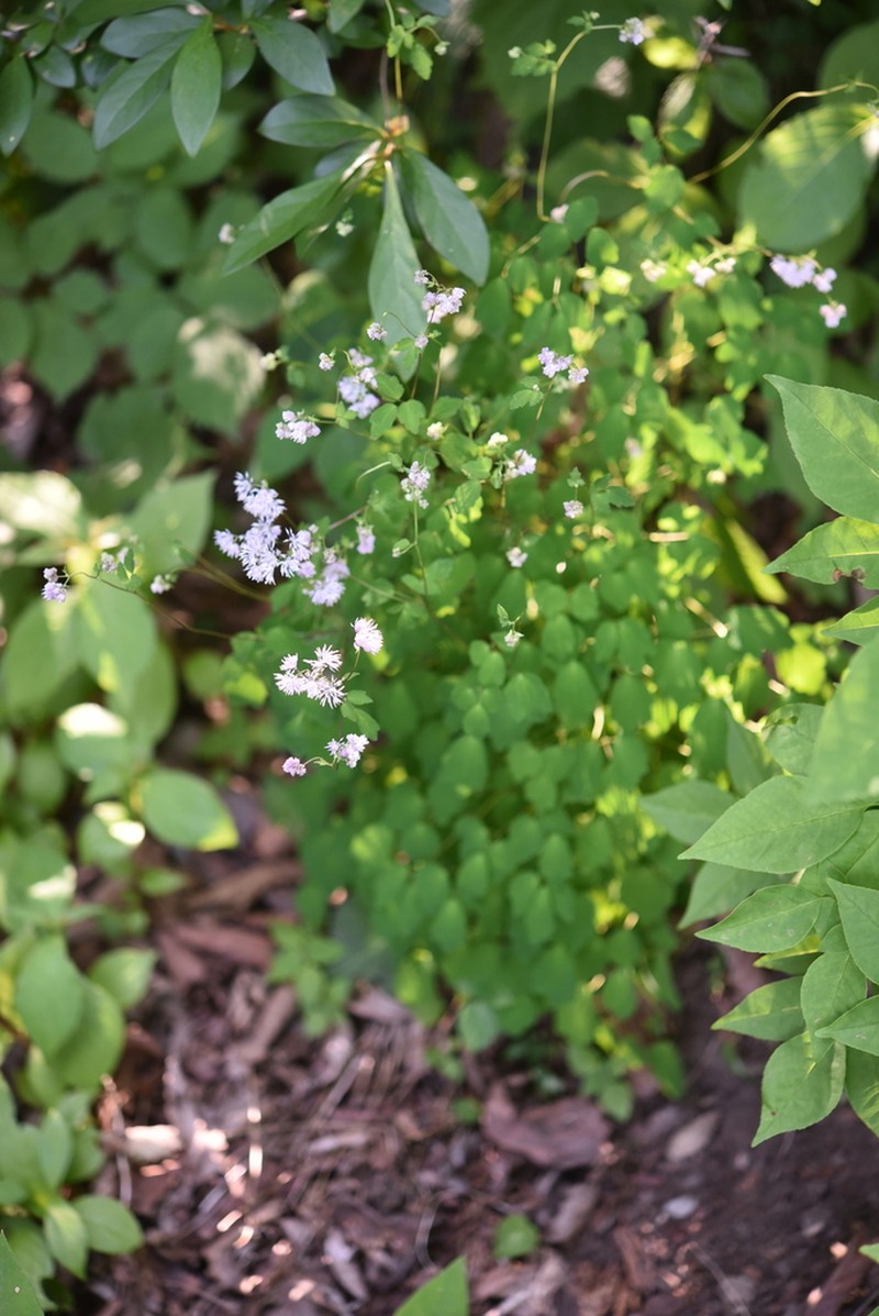 Thalictrum actaeifolium photo 6