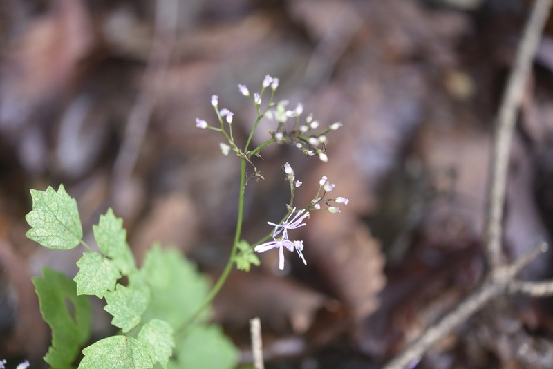 Thalictrum actaeifolium photo 7
