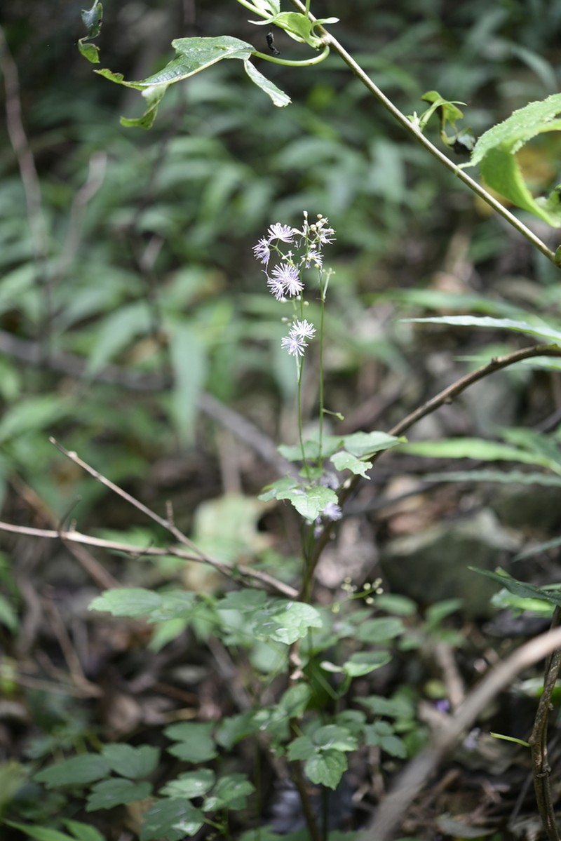Thalictrum actaeifolium photo 8