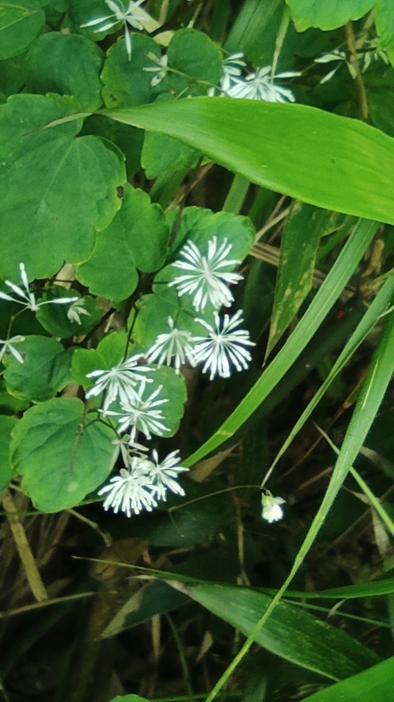 Thalictrum acutifolium