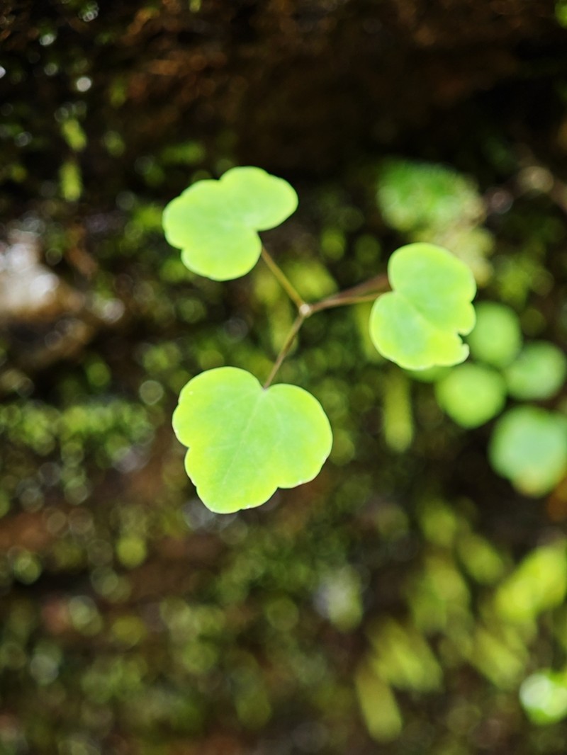 Thalictrum acutifolium photo 2