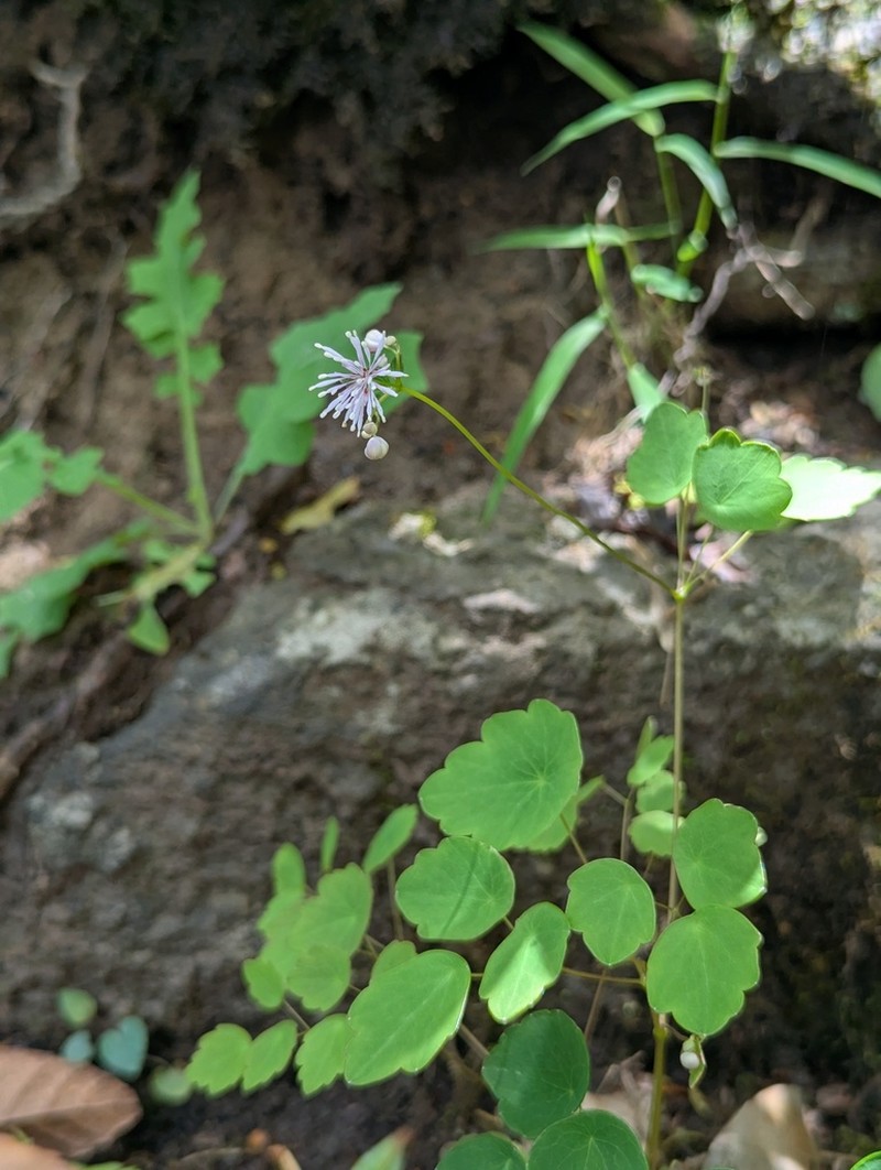 Thalictrum acutifolium photo 3