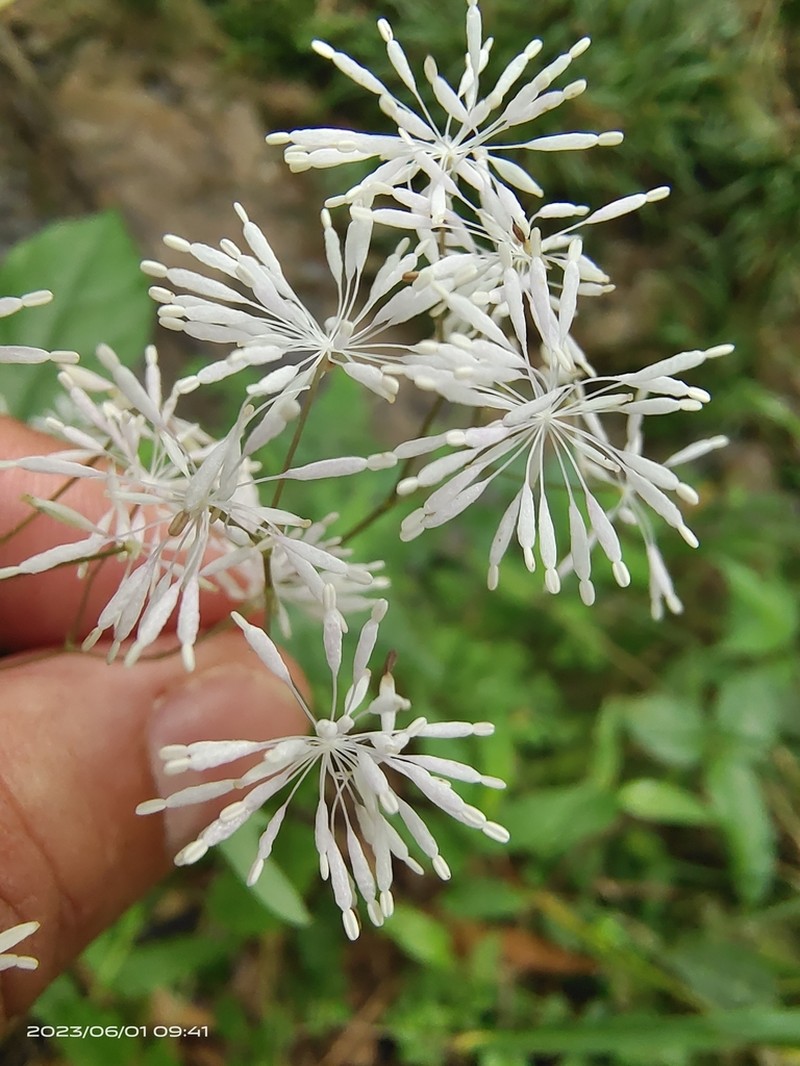 Thalictrum acutifolium photo 4