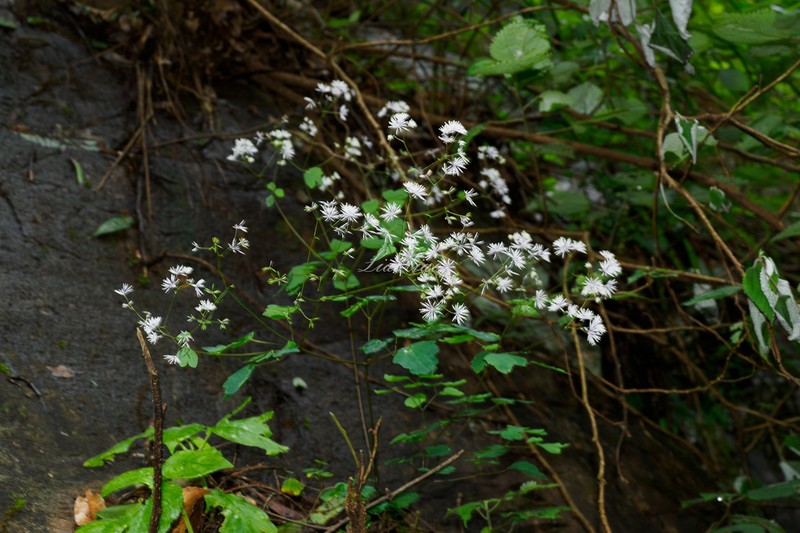 Thalictrum acutifolium photo 5