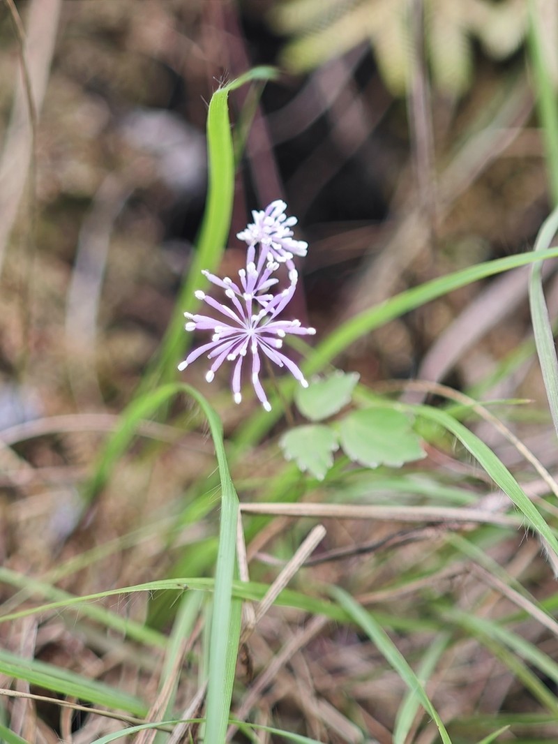 Thalictrum acutifolium photo 6