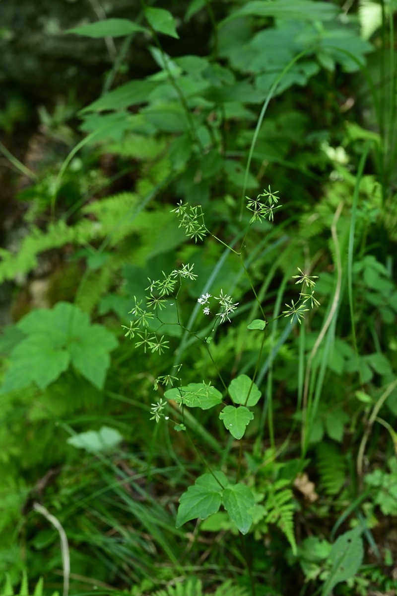 Thalictrum acutifolium photo 7