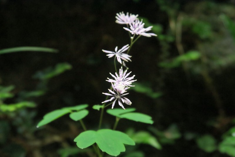 Thalictrum acutifolium photo 8