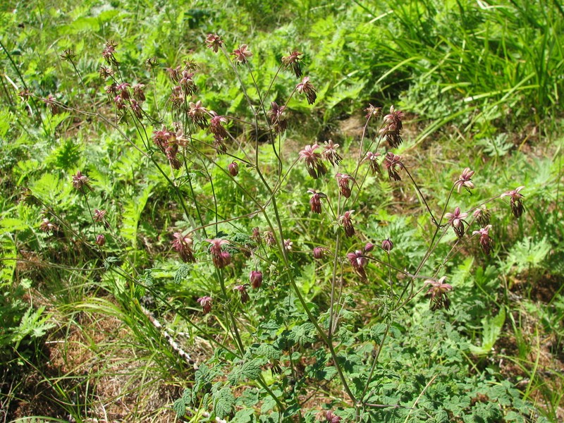 Thalictrum acutilobum