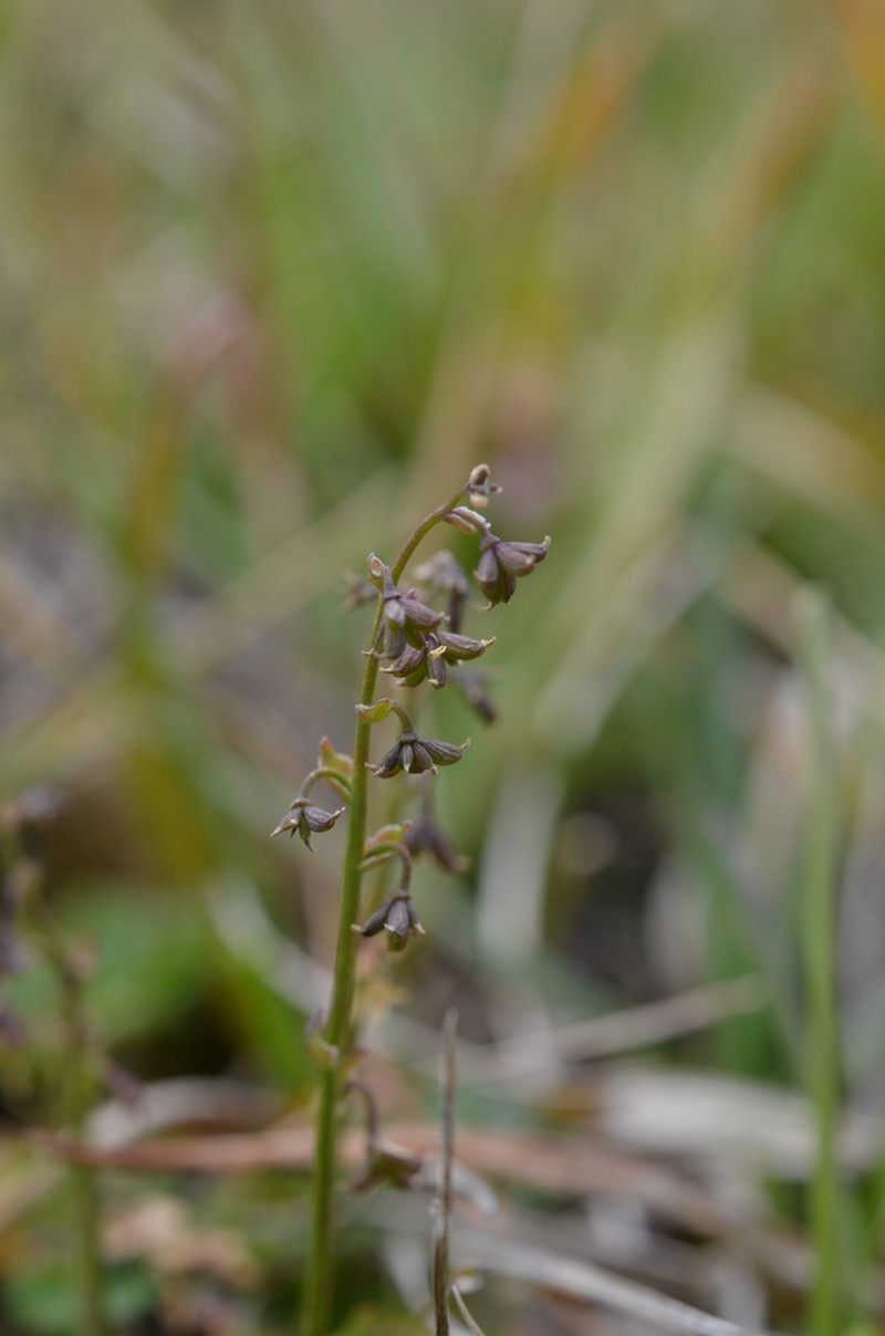 Alpine Meadow-Rue photo 3