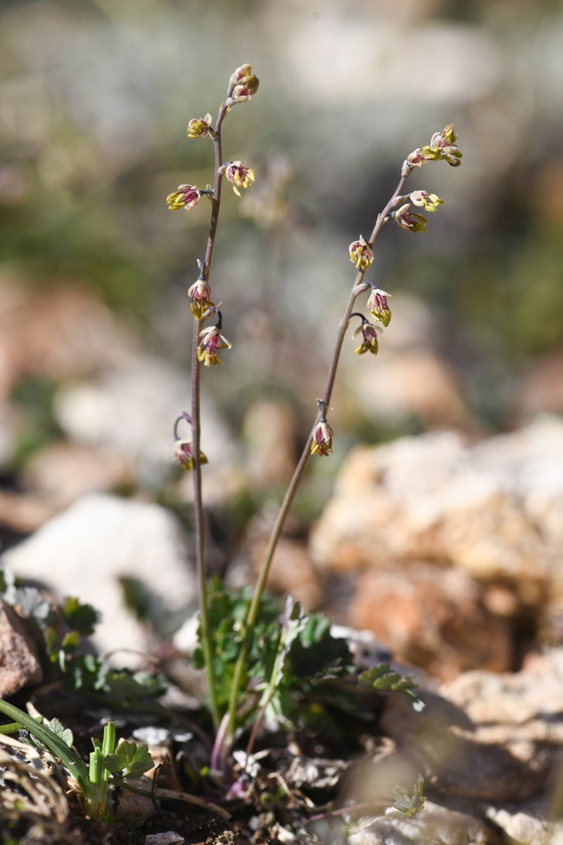 Alpine Meadow-Rue