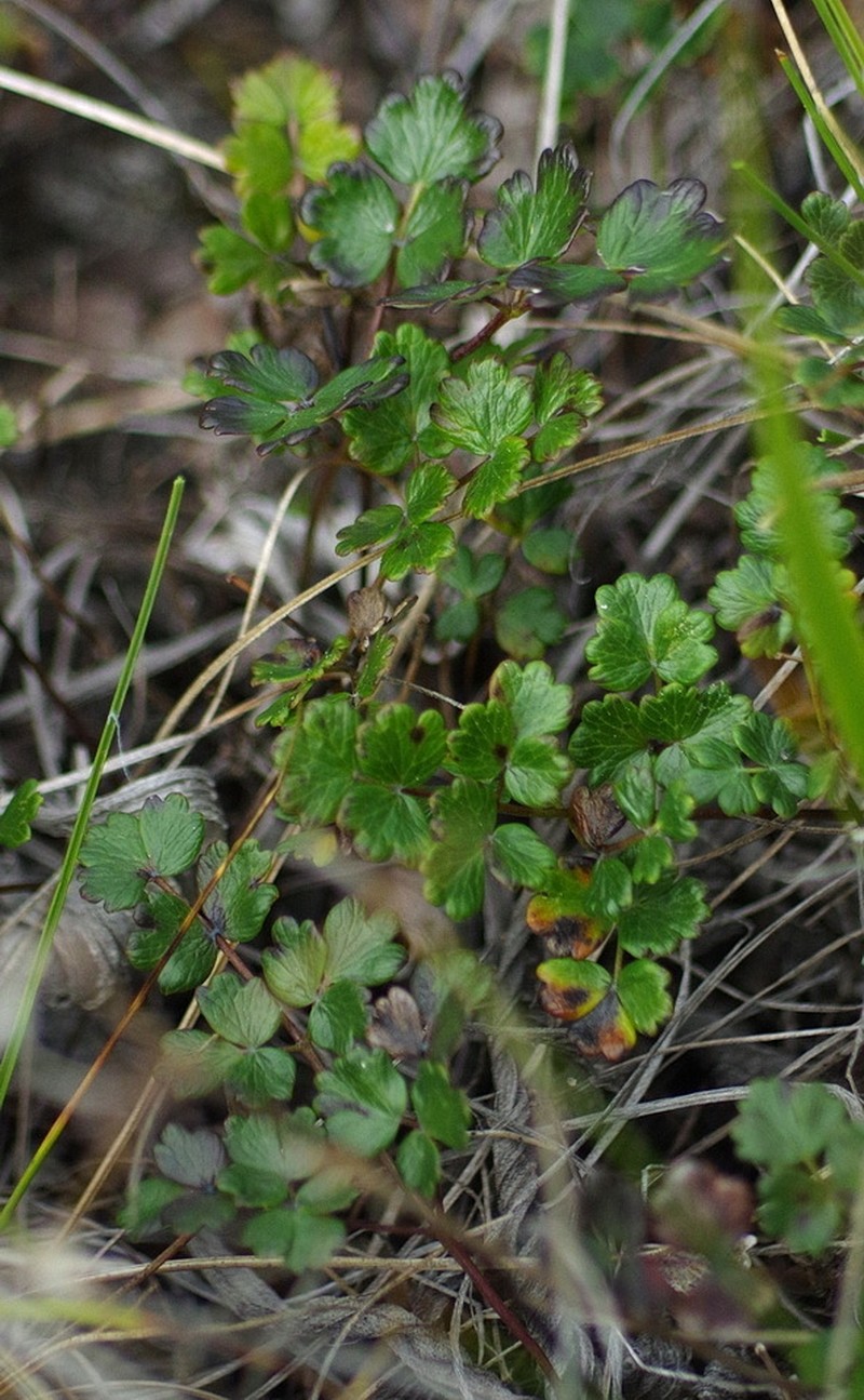 Alpine Meadow-Rue photo 4