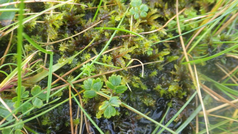 Alpine Meadow-Rue photo 5