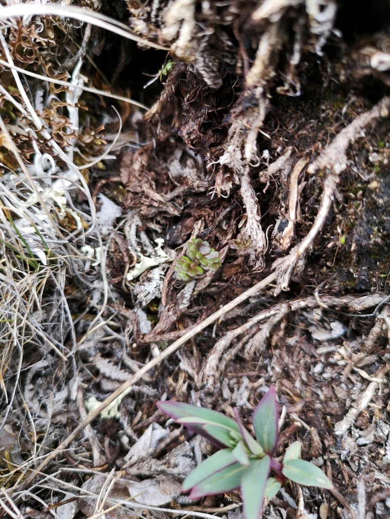 Alpine Meadow-Rue photo 7