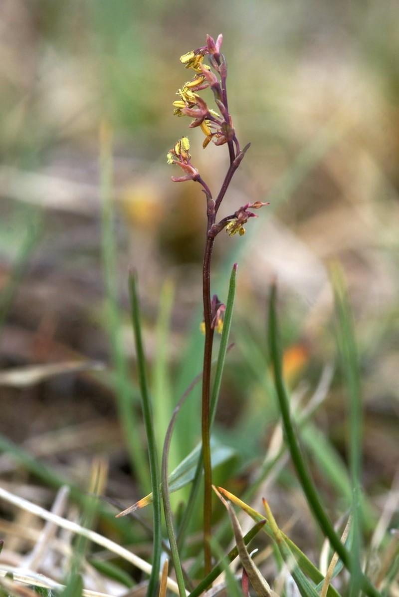 Alpine Meadow-Rue photo 4