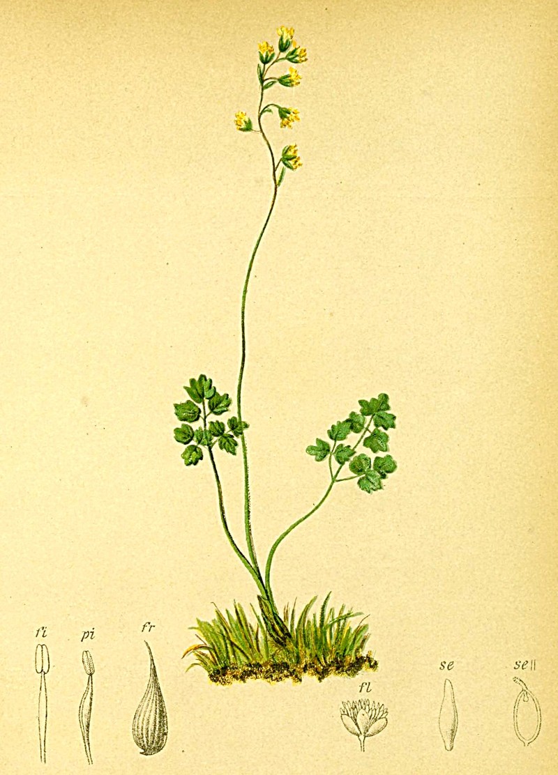 Alpine Meadow-Rue
