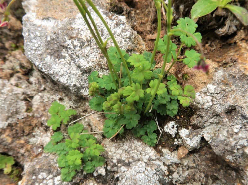 Alpine Meadow-Rue photo 2
