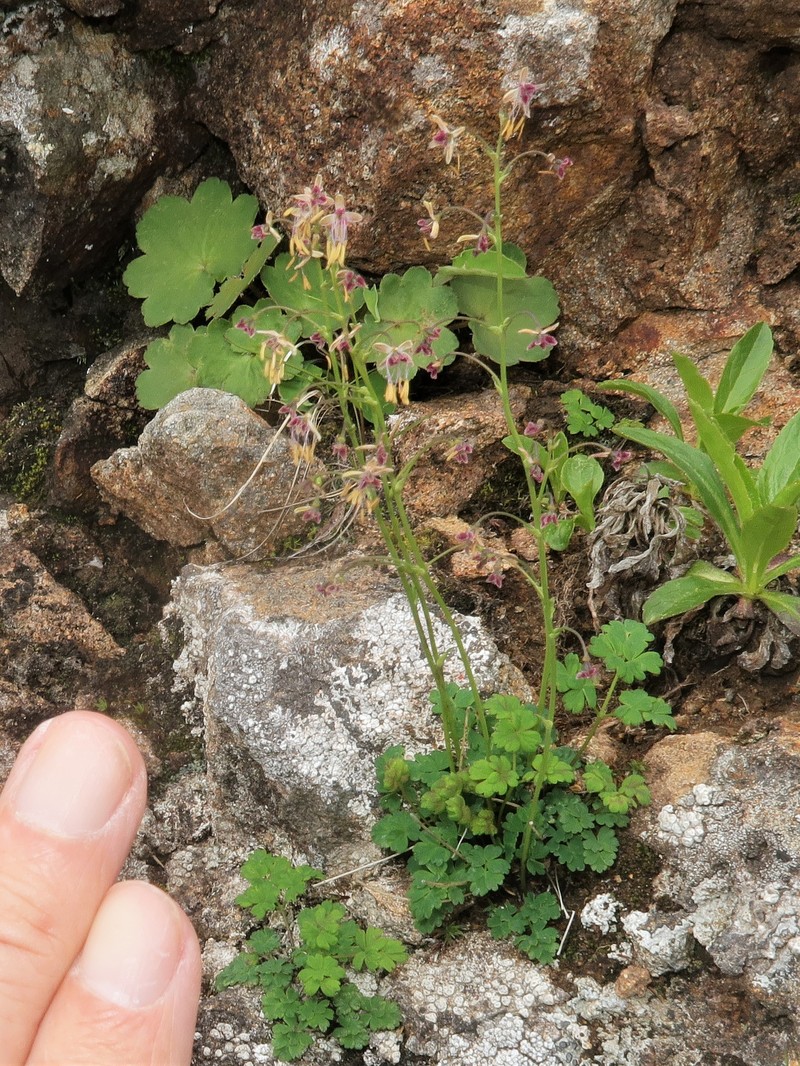 Alpine Meadow-Rue photo 3