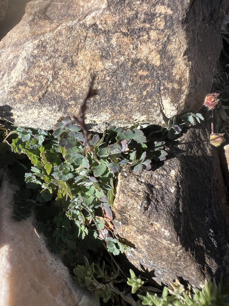 Thalictrum alpinum subsp. alpinum