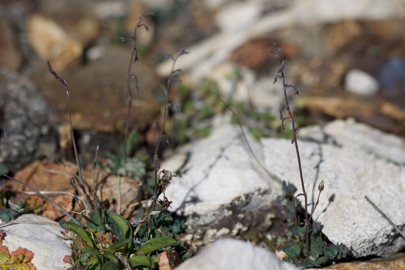 Thalictrum alpinum subsp. alpinum photo 2