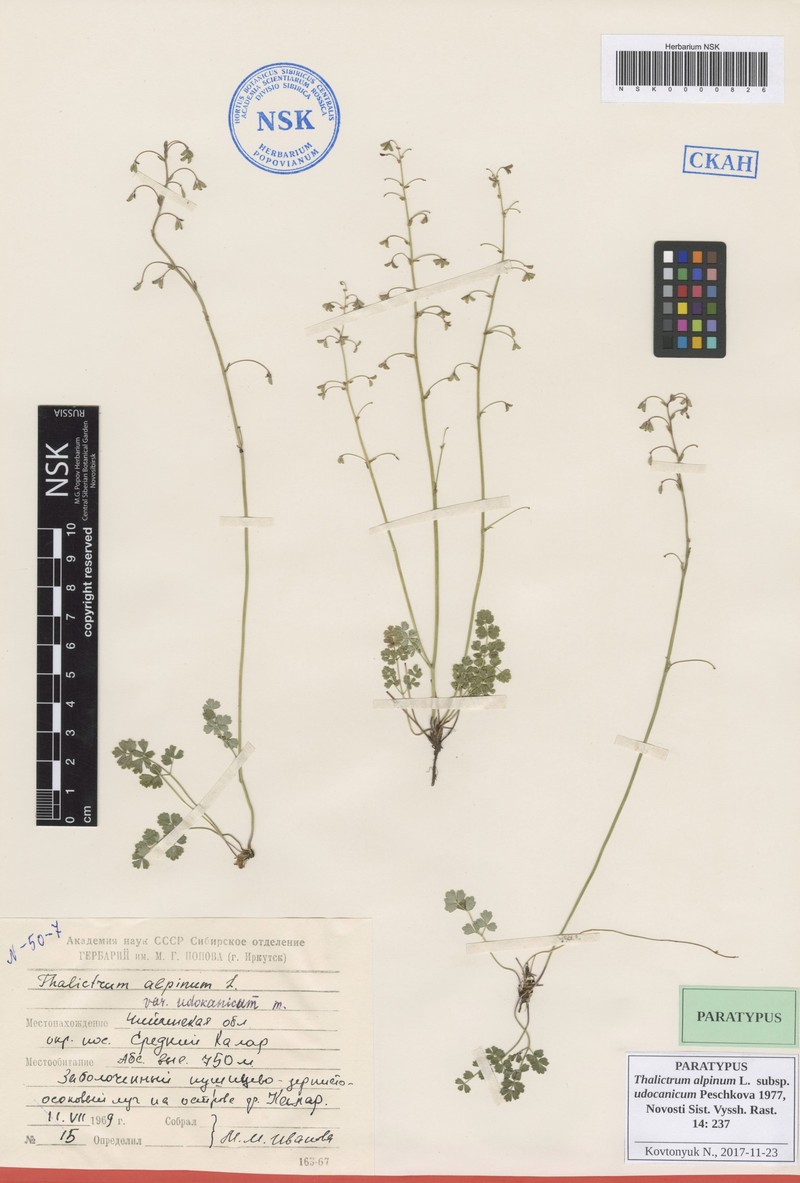 Thalictrum alpinum subsp. udocanicum