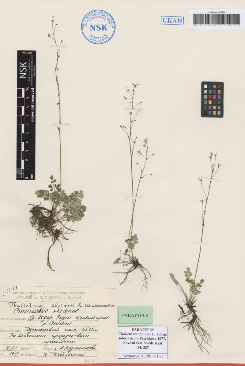 Thalictrum alpinum subsp. udocanicum photo 2