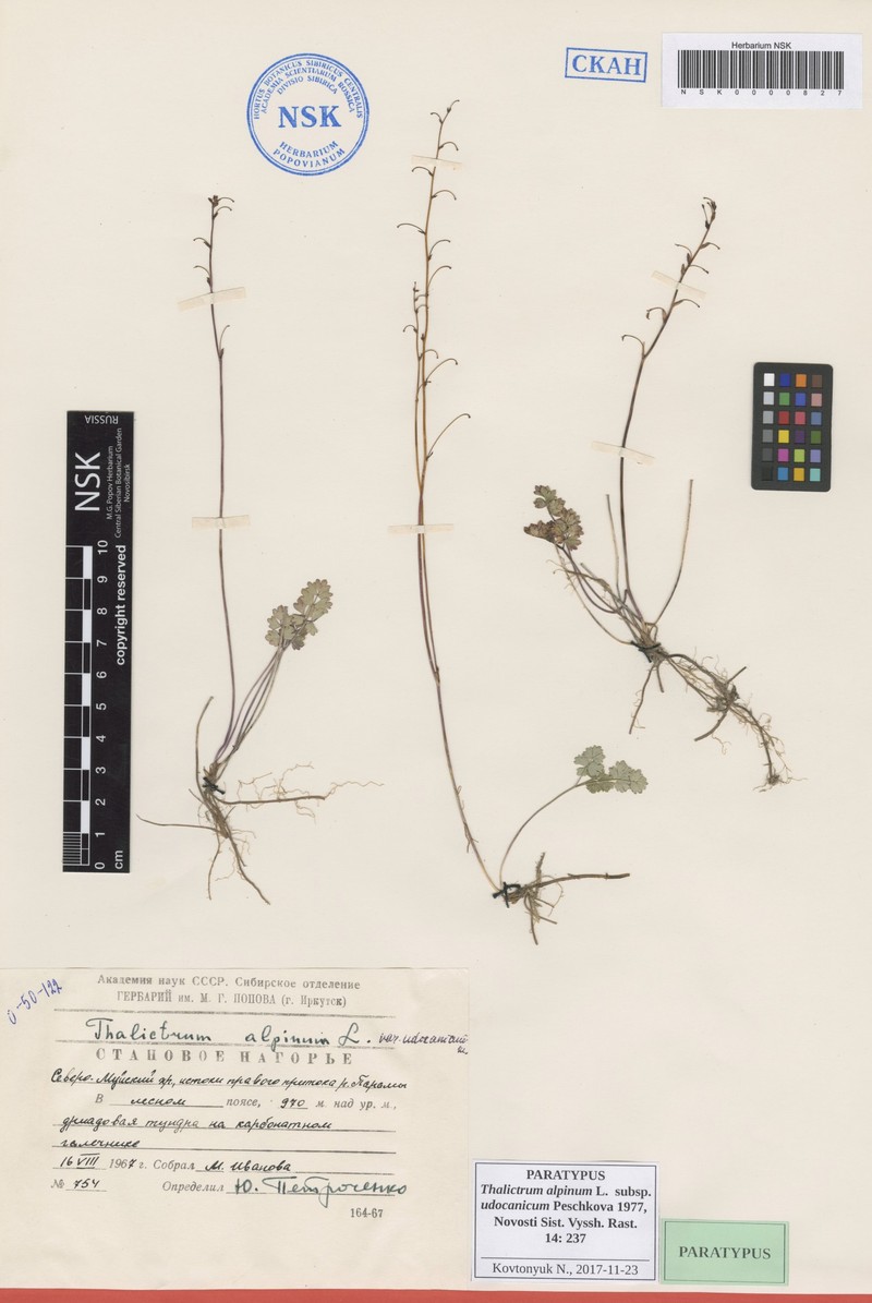 Thalictrum alpinum subsp. udocanicum photo 3