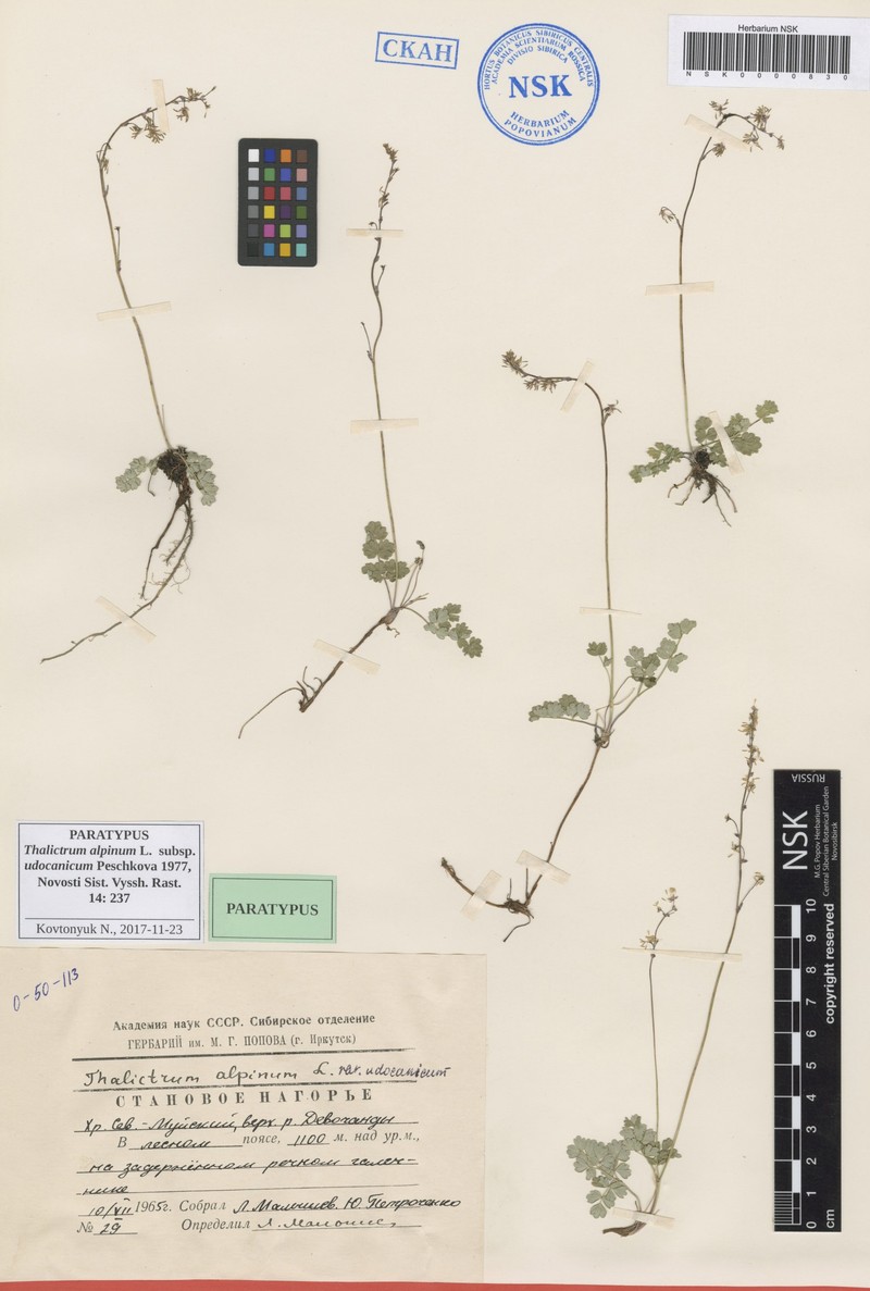 Thalictrum alpinum subsp. udocanicum photo 4