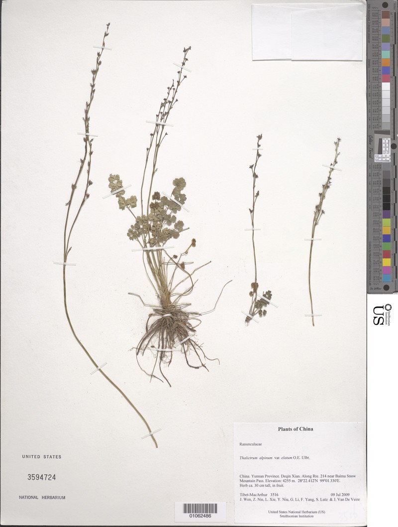 Thalictrum alpinum var. elatum