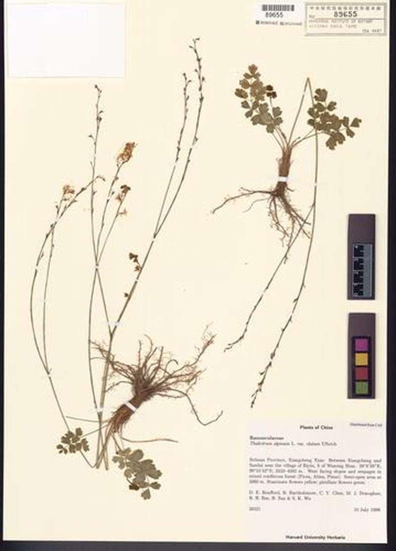 Thalictrum alpinum var. elatum photo 2