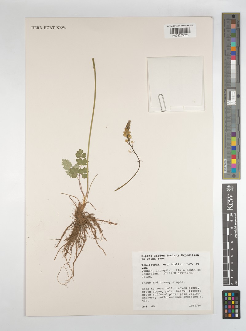 Thalictrum alpinum var. elatum photo 4