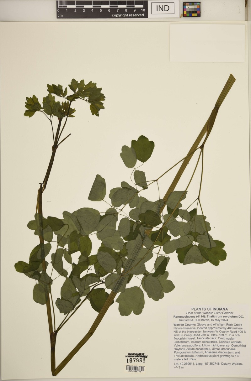 Thalictrum amphibolum