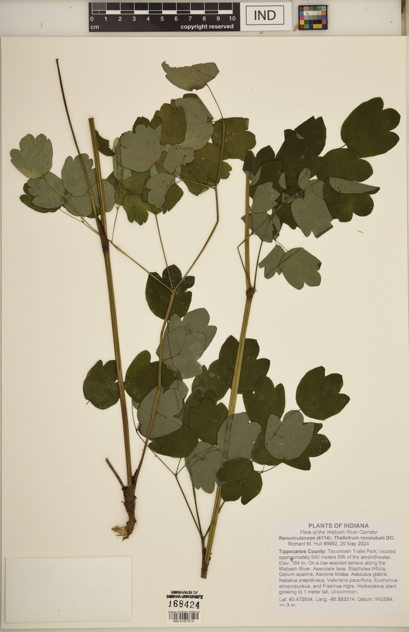 Thalictrum amphibolum photo 2