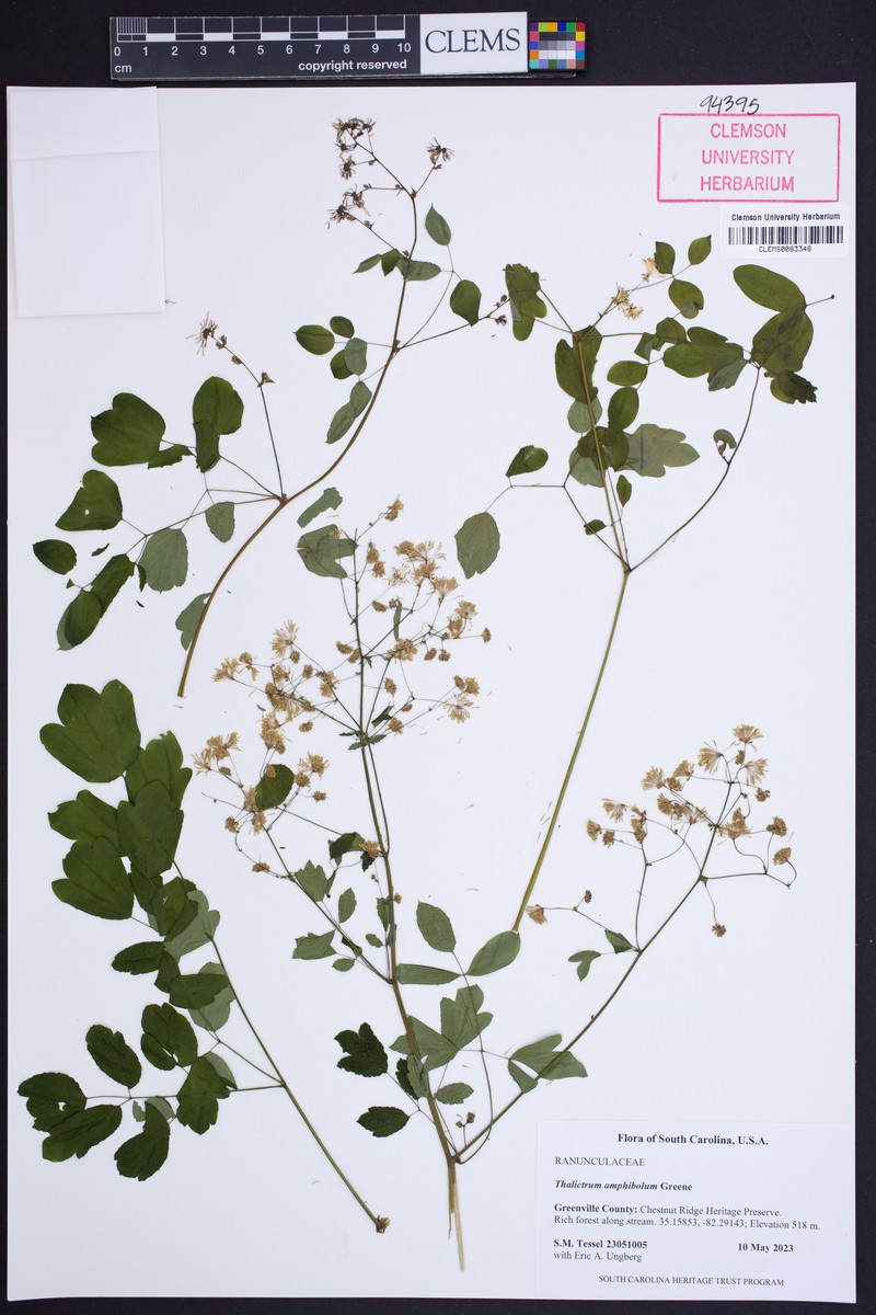 Thalictrum amphibolum photo 3