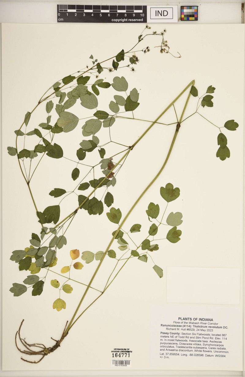 Thalictrum amphibolum photo 4