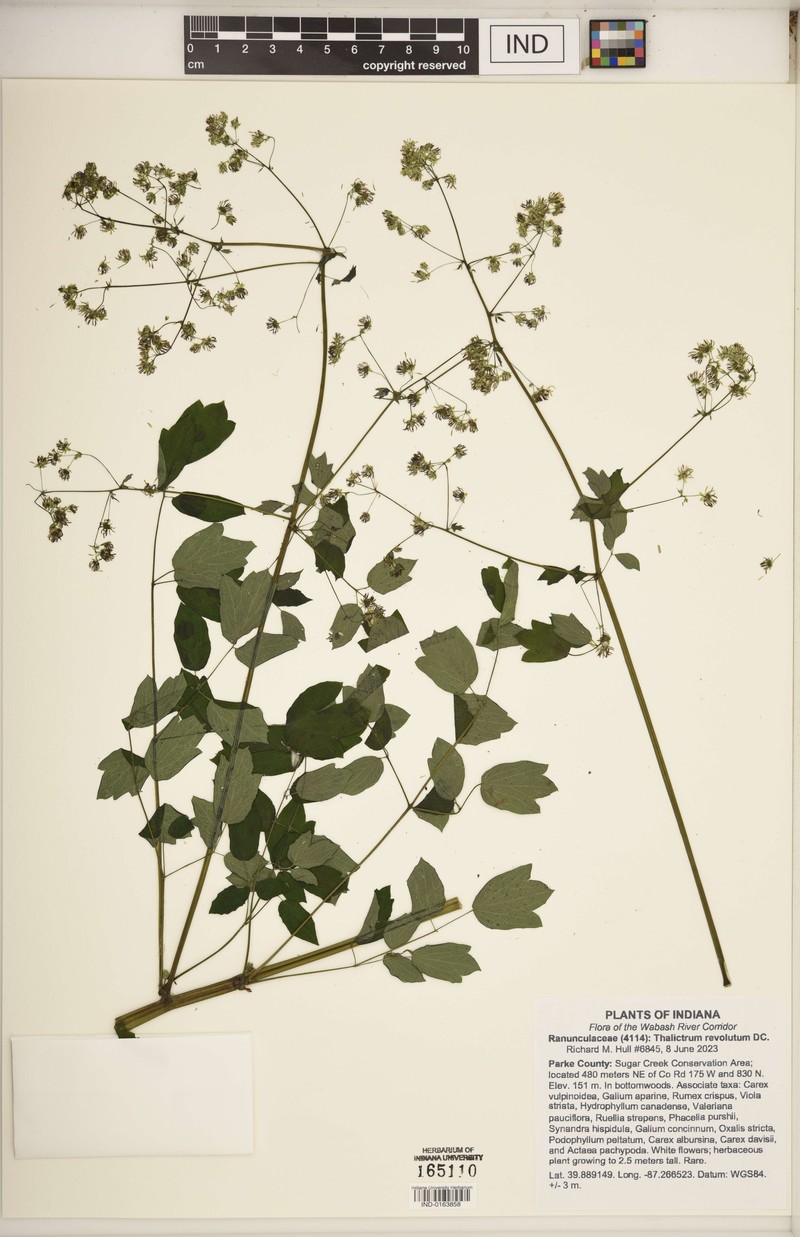 Thalictrum amphibolum photo 6