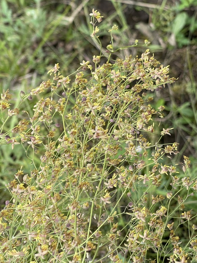 Thalictrum appendiculatum