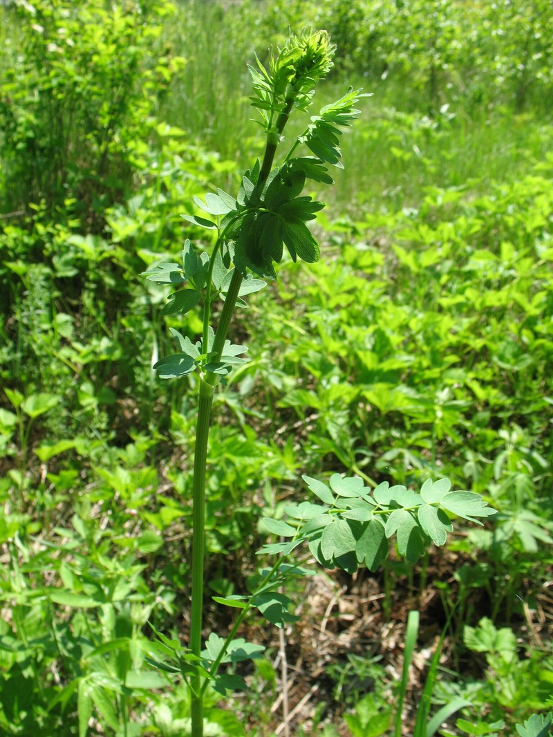 Thalictrum appendiculatum photo 2