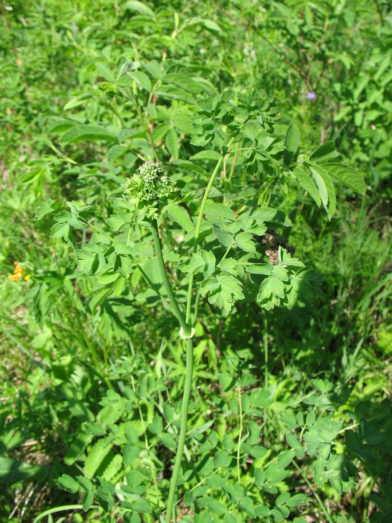 Thalictrum appendiculatum photo 3